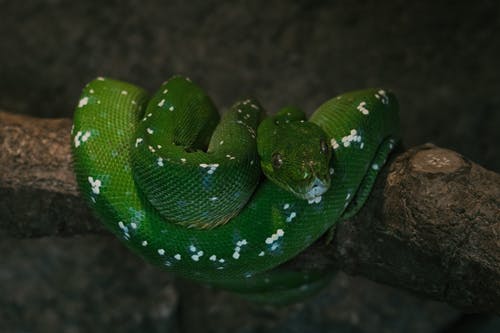 绿蛇在棕树枝上 · 免费素材图片