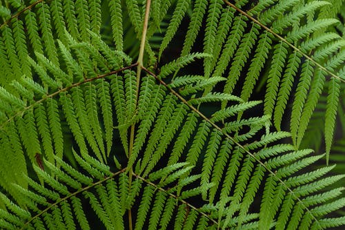 有关天性, 工厂, 植物群的免费素材图片