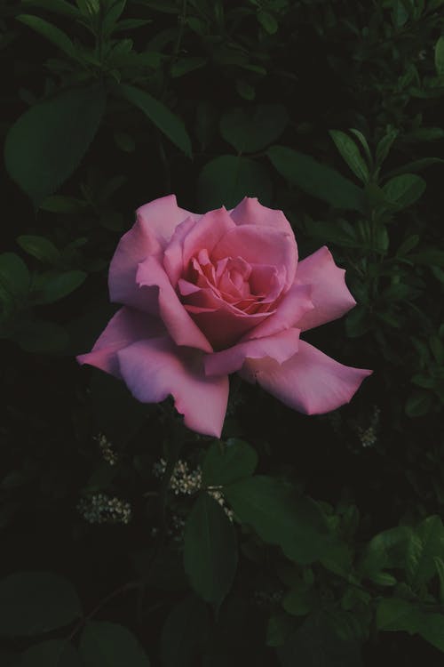 有关垂直拍摄, 天性, 户外的免费素材图片