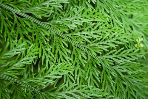 有关天性, 工厂, 植物群的免费素材图片