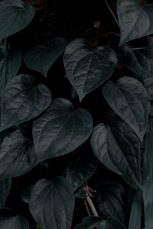 有关垂直拍摄, 天性, 工厂的免费素材图片