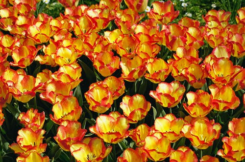 有关壁纸, 微妙, 明亮的免费素材图片