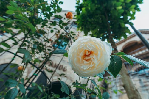 有关低角度拍摄, 植物群, 玫瑰的免费素材图片