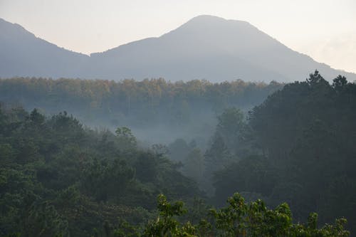 有关剪影, 夏天, 天性的免费素材图片
