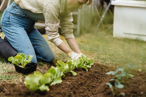 有关修剪花草, 嗜好, 园丁的免费素材图片