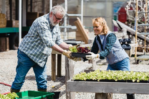 照顾植物的老夫妇 · 免费素材图片