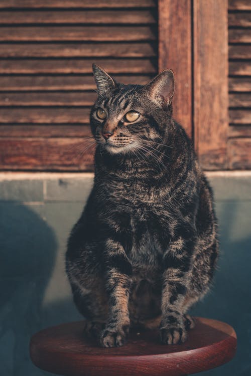 有关可爱的, 哺乳动物, 坐的免费素材图片