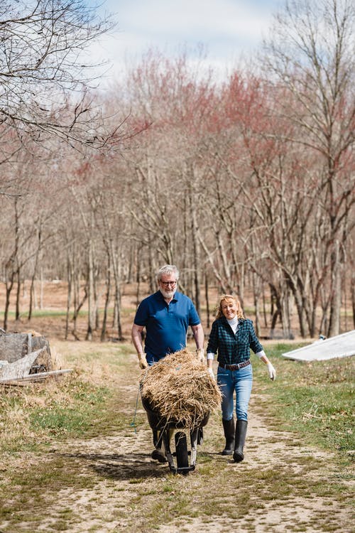 有关一起, 乾草, 全景的免费素材图片