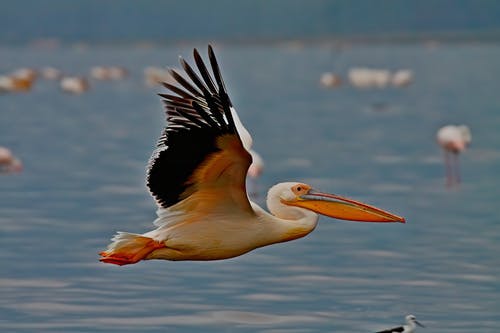 有关纳库鲁, 羽毛, 肯亚的免费素材图片