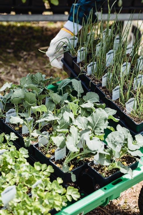 拿着盆栽植物的人 · 免费素材图片