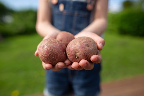 有关手, 握住, 根茎类蔬菜的免费素材图片