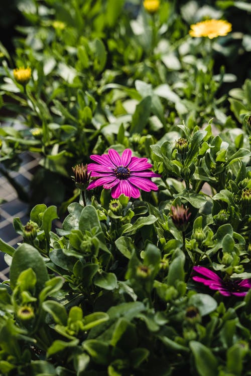 有关垂直拍摄, 树叶, 紫色小花的免费素材图片