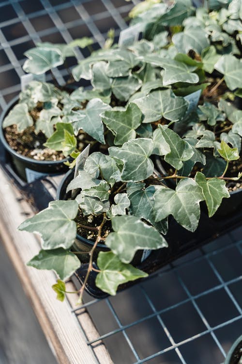 有关光, 和谐, 园艺的免费素材图片