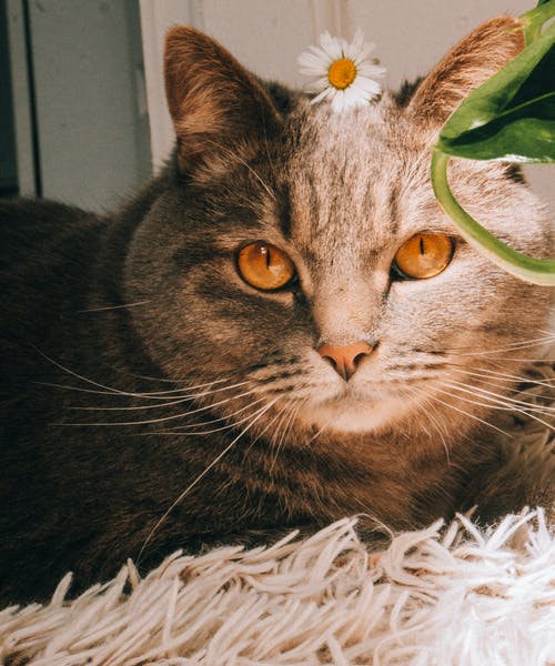 有关动物, 可爱, 哺乳动物的免费素材图片