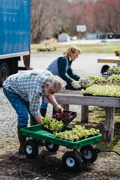 照顾他的植物的老人 · 免费素材图片