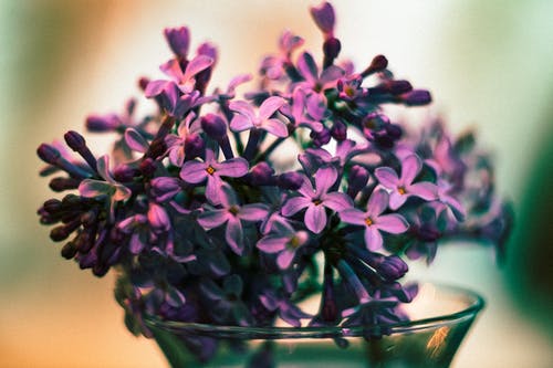 有关植物群, 特写镜头, 紫丁香的免费素材图片
