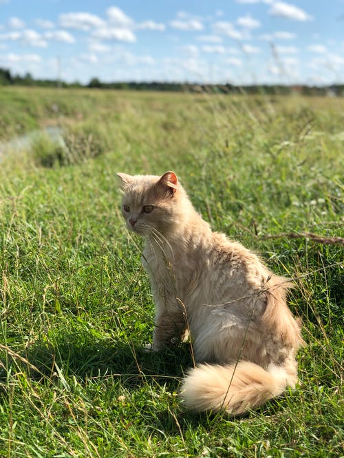 有关动物, 动物摄影, 可爱的免费素材图片