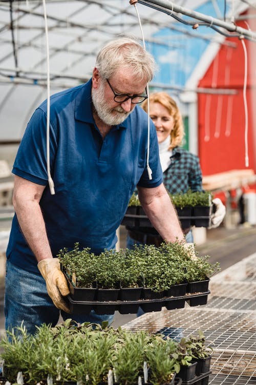 拿着盆栽的老人 · 免费素材图片