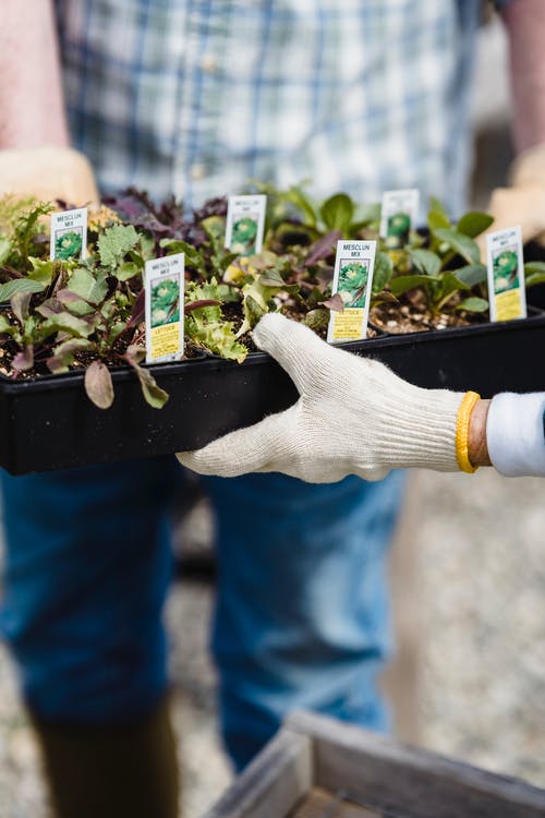 有关修剪花草, 嗜好, 园丁的免费素材图片