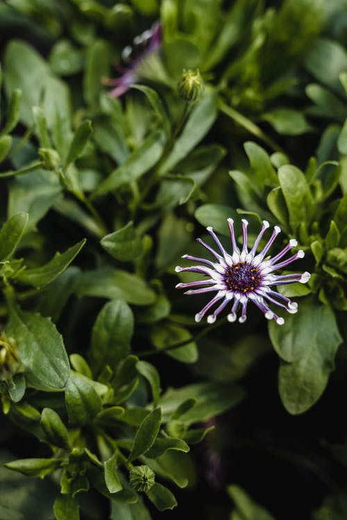 有关冷静, 味道, 和谐的免费素材图片