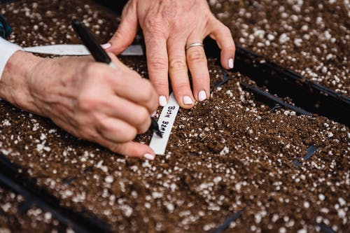 有关一个, 修剪花草, 土的免费素材图片
