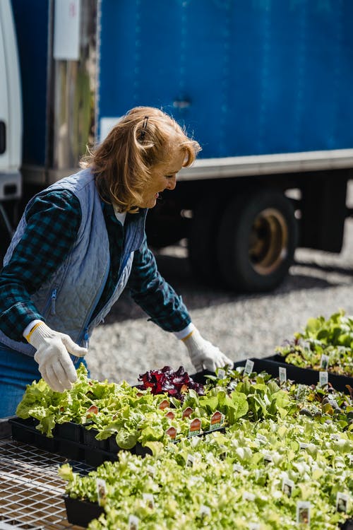 照顾植物的老妇人 · 免费素材图片