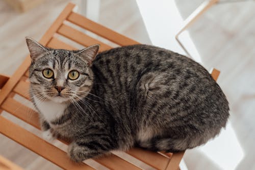 有关动物, 原本, 可爱的免费素材图片