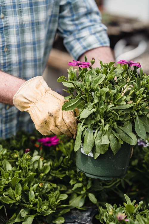 拿着盆栽植物的人 · 免费素材图片