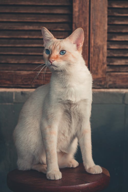 有关可爱的, 哺乳动物, 坐的免费素材图片