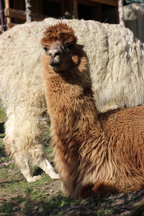有关动物, 动物摄影, 哺乳动物的免费素材图片
