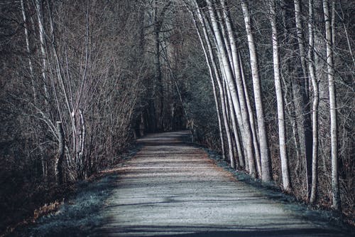 有关分支机构, 天性, 户外的免费素材图片