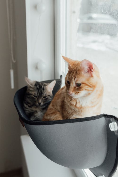 黑色塑料容器上的橙色虎斑猫 · 免费素材图片