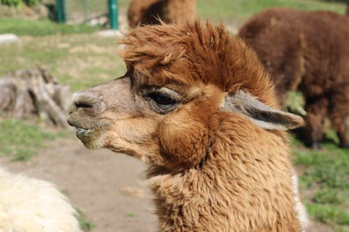 有关动物, 动物摄影, 哺乳动物的免费素材图片