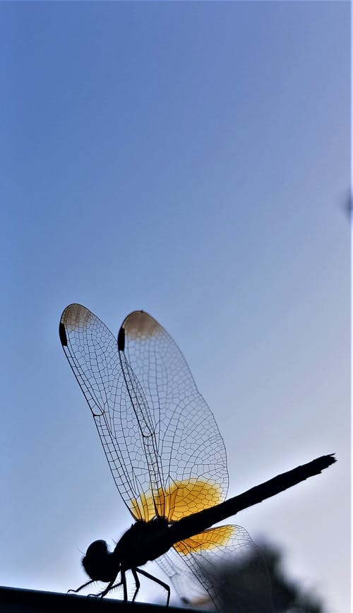 有关剪影, 垂直拍摄, 昆虫的免费素材图片