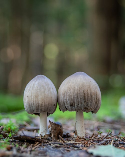 有关垂直拍摄, 特写, 真菌的免费素材图片