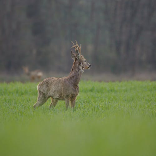 有关动物, 动物摄影, 哺乳动物的免费素材图片