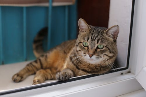 有关可爱, 可爱的, 大花猫的免费素材图片