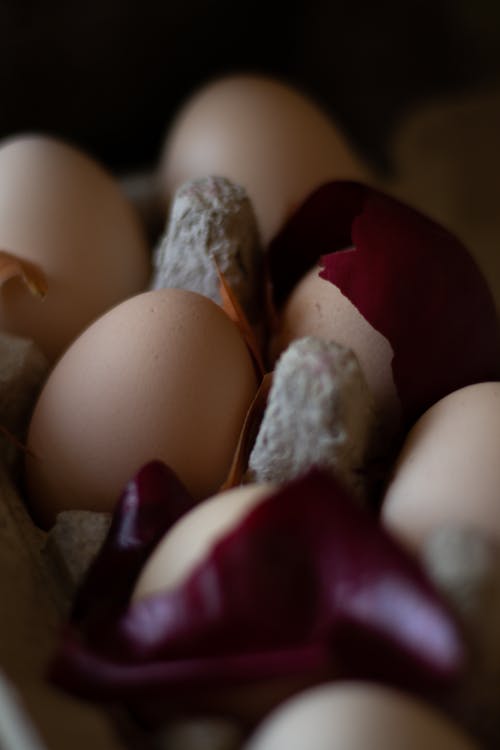 有关传统, 养分, 分段的免费素材图片