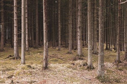 有关垂直拍摄, 天性, 户外的免费素材图片