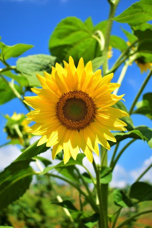 有关夏天, 季節, 工厂的免费素材图片