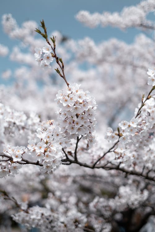 有关分支机构, 季节, 樱花的免费素材图片