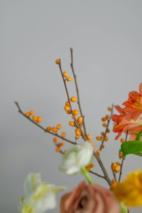 有关分公司, 叶儿, 圆形的免费素材图片