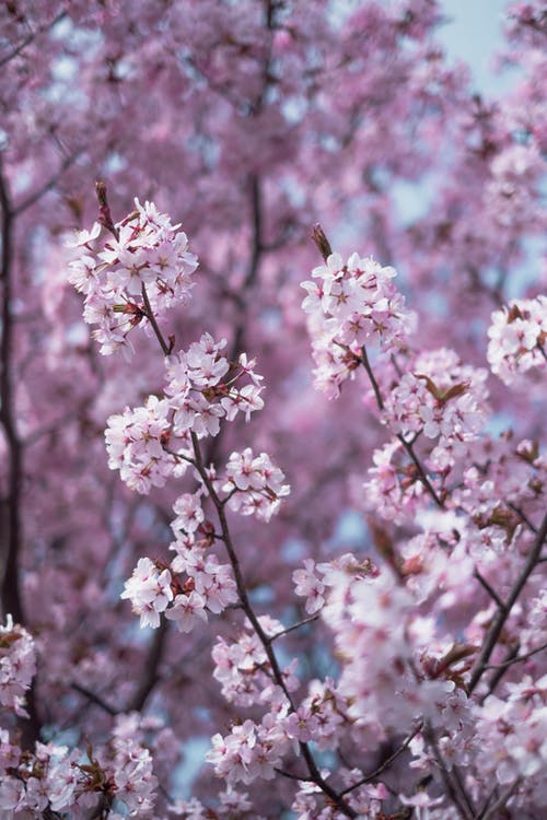 有关分支机构, 季节, 樱花的免费素材图片