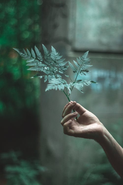 有关垂直拍摄, 干, 户外的免费素材图片