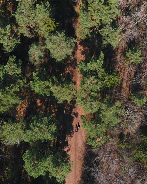有关从上面查看, 森林, 树木的免费素材图片