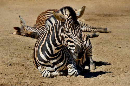 有关动物摄影, 哺乳动物, 斑马的免费素材图片