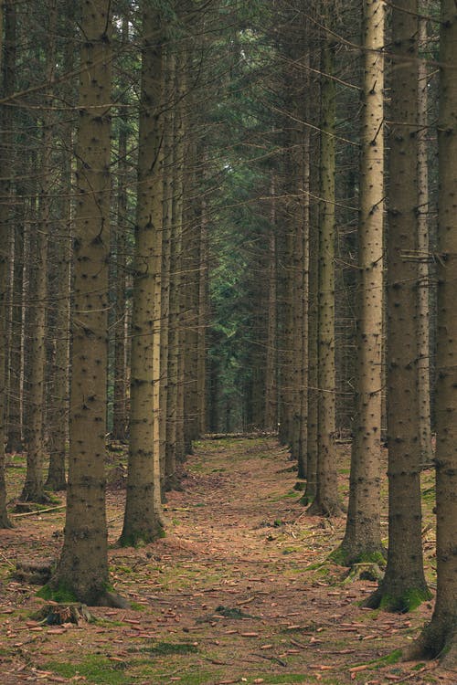有关垂直拍摄, 天性, 户外的免费素材图片