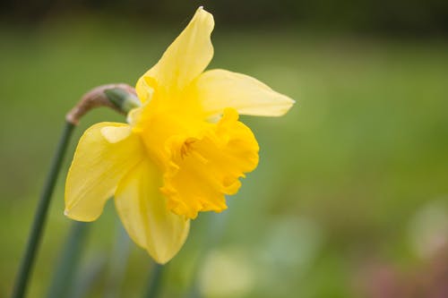 有关喇叭水仙, 天性, 工厂的免费素材图片
