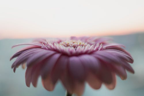 有关“非洲菊雏菊”, 增长, 天性的免费素材图片