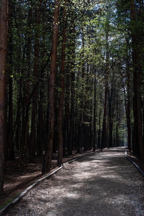 有关垂直拍摄, 天性, 小径的免费素材图片